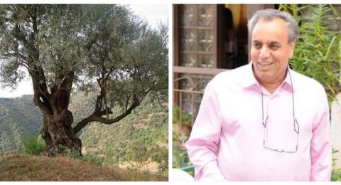 شجرة الزيتون ، أنا الشاهد.