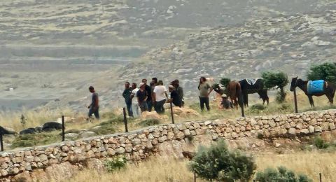 مستوطنون يهاجمون مزارعين في قرى وبلدات بمحافظة نابلس ويُتلفون مئات الأشتال الزراعية