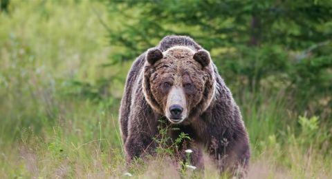 اليابان تنشر قوات من الجيش بسبب الدببة!