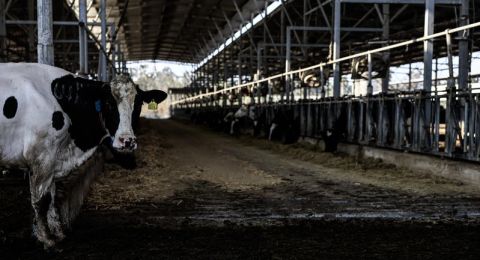 انتقادات في الكنيست لخطة سموتريتش لإصلاح قطاع الحليب: 