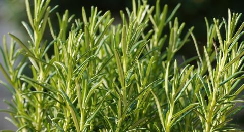 مركب في إكليل الجبل يساعد على التئام الجروح