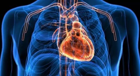 إنجاز ثوري.. إعادة تفعيل جين يتوقف بعد الولادة يمكن القلب البشري من إصلاح نفسه ذاتيا!