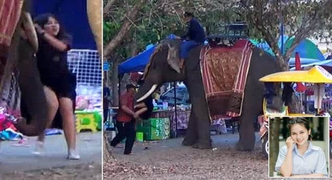 فيل هائج يخطف فتاة ويركض بها في مهرجان تايلاندي