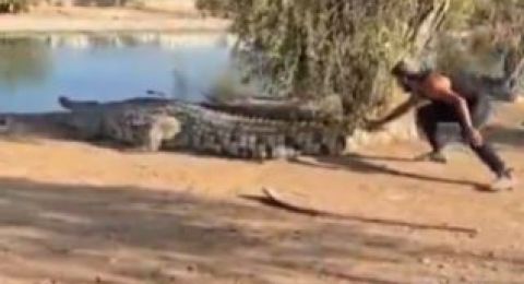 لهذا السبب اعدمت اسرائيل مئات التماسيح في الغور