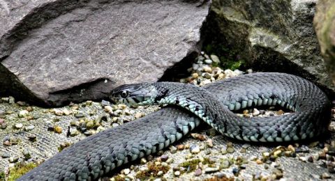 اصابة خطيرة لشاب من الأغوار تعرض للدغة افعى