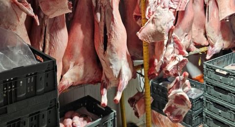إحباط عملية  تهريب طن ونصف من اللحوم من الضفة الغربية إلى إسرائيل