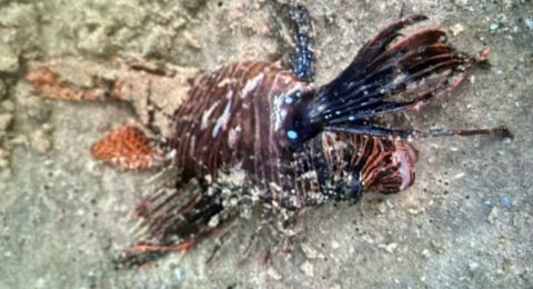 رجل يتعرض للسع من سمكة 