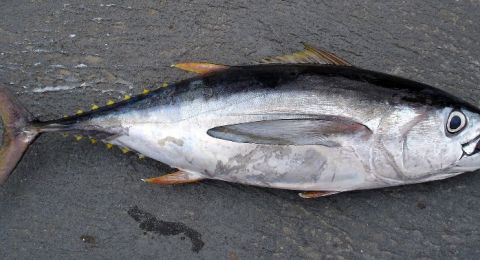 اليابان.. بيع سمكة تونة تزن 276 كغ بـ1.3 مليون دولار