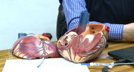 دراسة: قصار القامة أكثر عرضة للإصابة بأمراض القلب دراسة: قصار القامة أكثر عرضة للإصابة بأمراض القلب