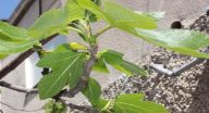 الجليل الاعلى : ارتفاع درجات الحرارة ورائحة الورود تفوح 