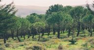 عين كوفشيم: نبع يفجّ الصخر وسط الأحراش عين كوفشيم: نبع يفجّ الصخر وسط الأحراش