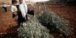 مستوطنون يعتدون على فلسطينيين خلال قطف الزيتون