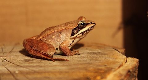 عجوز صينية تأكل ثماني ضفادع حية لتشفى من ألم في ظهرها