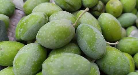 الأردن يوقف تصدير الزيتون الأخضر لهذا الموسم