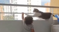 قطة تحذر طفلا من خطر شديد!