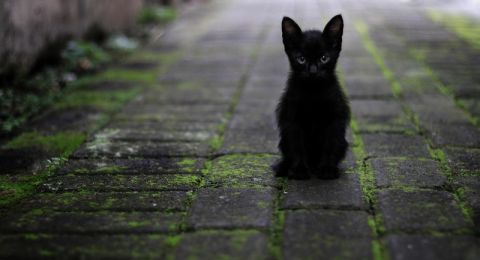 قطة تتفوق على العلماء في اكتشاف فيروس نادر