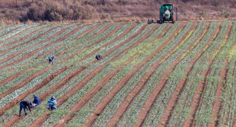 تعاون زراعي جديد بين إسرائيل ومولدوفا في مجال القمح