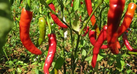 ماذا يحدث لجسمك عندما تأكل أطعمة حارة بانتظام؟