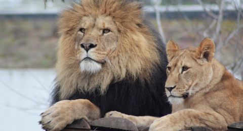 تايلاند..أسود تهاجم حارس حديقة حيوانات وتنهي حياته أمام أعين السياح!