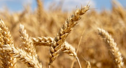 باحث في الجامعة العبرية: أصناف قمح 'تعاونية' قد ترفع الإنتاج الزراعي بشكل مستدام