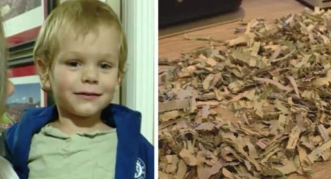 طفل يضع 1000 دولار في آلة تمزيق الورق