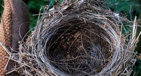 طيور تنسج أعشاشها من ألياف بصرية تستخدمها مسيرات FPV المسيرة!