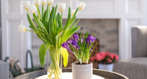 7 زهور تُزيّن المنزل في مناسبة يوم الحب وتتحدّث لغته