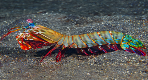 ليس تايسون أو محمد علي كلاي.. دراسة بحثية تكشف من هو صاحب أسرع لكمة على وجه الأرض