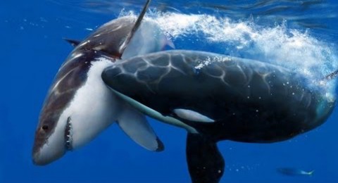 وثائقي خلق ليفترس .. الحوت القاتل
