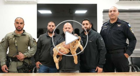 الشرطة تنجح برصد شبلاً وقردين آخرين في مناطق التجمعات البدوية.