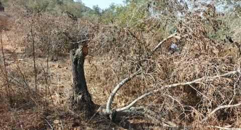 تصاعد هجمات المستوطنين في الضفة الغربية: حرائق، اعتداءات، وإعلان بلدات منكوبة