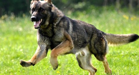 جرو مصاب بداء الكلب يهاجم أطفالًا وبالغين في حضانة بكريات حاييم