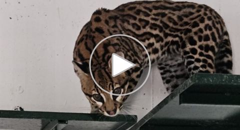 نمر بري نادر يصل كريات موتسكين، اشرف كنعان لبكرا: 