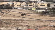 الجيش الإسرائيلي ينكل بشاب عند مدخل مخيم جنين الجيش الإسرائيلي ينكل بشاب عند مدخل مخيم جنين
