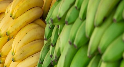 ما الفرق بين الموز الناضج والموز الأخضر؟