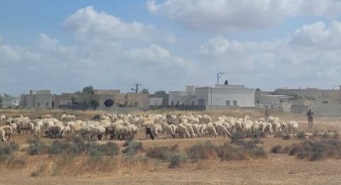 العطاونة: فرض غرامات على مربي الماشية في النقب سياسة عنصرية ممنهجة