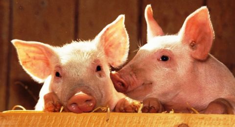 تحريم الإعانة على تربية الخنازير