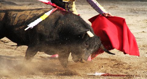 12 إصابة في مهرجان مصارعة الثيران في البيرو