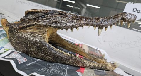 اعتقال كندي يحمل جمجمة تمساح في مطار دلهي