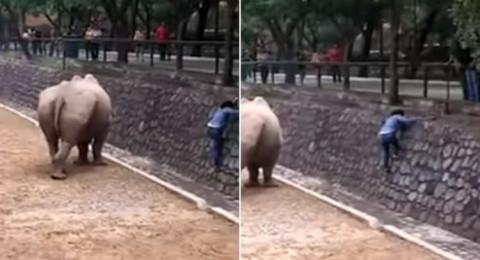 فتاة تتحدى الموت لإنقاذ جوالها من وحيد القرن