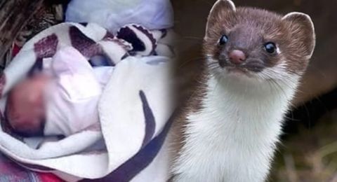 حيوان مفترس يهاجم رضيعة في سوهاج ويودي بحياتها