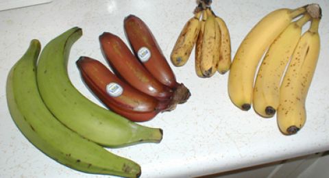 بهذه الخطوات تبقى الموز طازجة لأسبوعين على الأقل