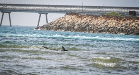 اصطياد القرش الحوتي الذي تسبب بإغلاق شواطئ في إسرائيل قرب سواحل غزة