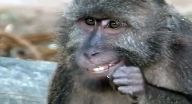 كيف تنظف القردة أسنانها؟