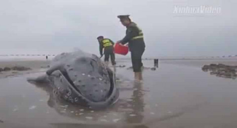  السلطات الصينية تنقذ “حوتاً” قذفته الأمواج على الشاطئ وتعيده للبحر