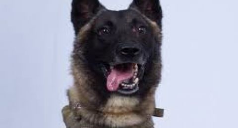 قرار قضائي فريد: تعويض بـ35,000 شيكل لعائلة بعد نفوق كلبهم بسبب خطأ طبي!