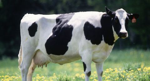 الامتناع من أكل لحم البقر أمام الهندوس.. رؤية شرعية