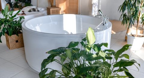 دليلكِ إلى النباتات الأفضل لحمّام المنزل وطُرق العناية بها