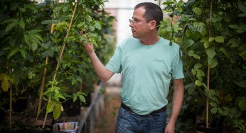 دراسة إسرائيلية: السكن قرب المساحات الخضراء يقلل خطر الوفاة لدى متعافي السرطان ومرضى القلب