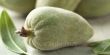 تعرفي على منافع اللوز الأخضر!
